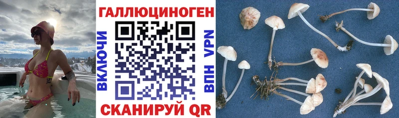 Галлюциногенные грибы мицелий  Купить  Апшеронск 